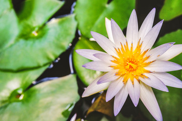 water lily in pond