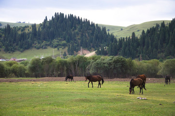 Obraz premium horses grazing in a meadow