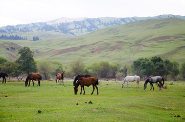 herd of horses grazing in meadow