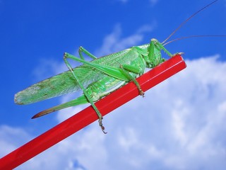 macro close up insect  casio
