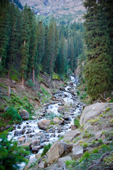 river in forest