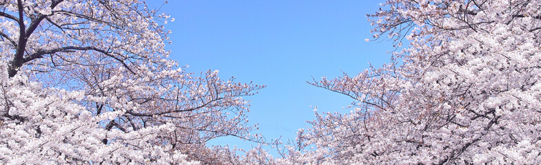 青空と満開の桜のイメージ