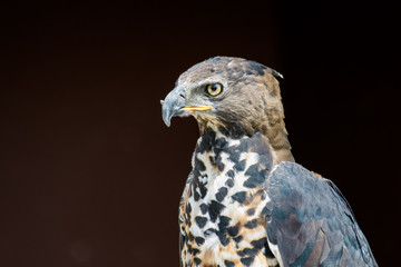 Fototapeta premium Closeup portrait of an african crowned eagle