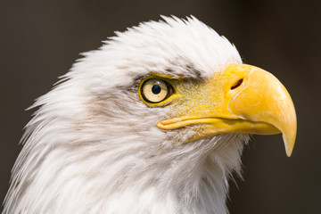 Closeup portrait of a bald eagle