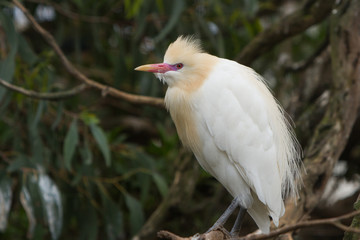 Egret