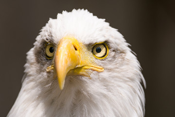 Fototapeta premium Closeup portrait of a bald eagle