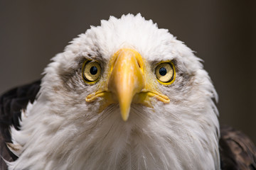 Fototapeta premium Closeup portrait of a bald eagle