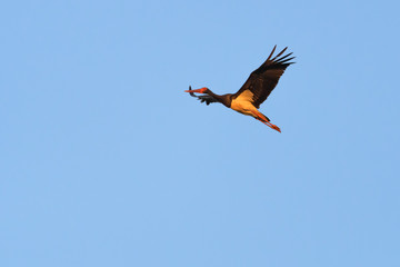 European black stork flying in front of a blue sky
