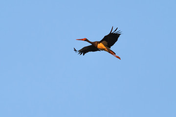 European black stork flying in front of a blue sky