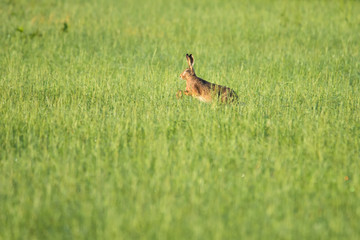 European hare running in a meadow