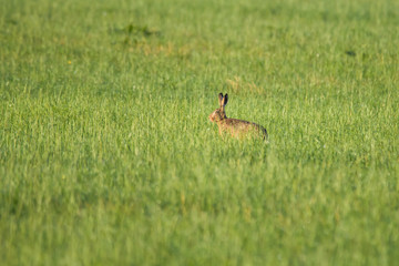 Obraz na płótnie Canvas European hare running in a meadow