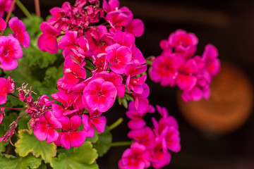 Beautiful geranium flowers,  on dark background