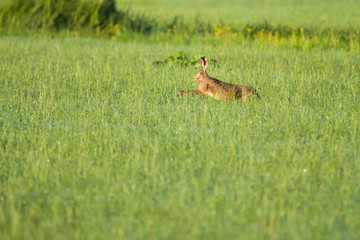 European hare running in a meadow