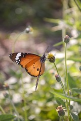 Fototapeta na wymiar Butterfly in the garden