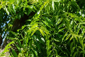 fresh green Azadirachta indica leaf in nature garden