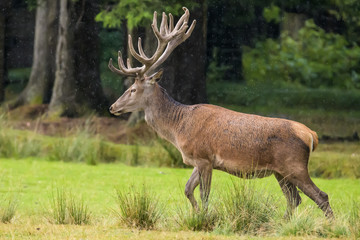 Naklejka na ściany i meble European red deer in a forest