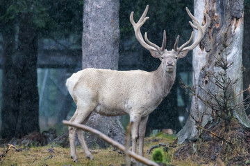 Leucistic european red deer in a forest