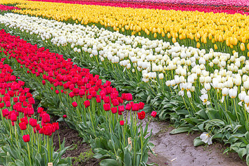 red, white, and yellow tulips planted in fields of tulip stripes of colors