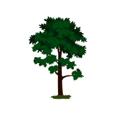 Medium Sized Tree with Green Leaves - Cartoon Vector Image