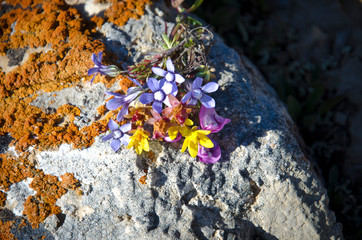 blue flowers on rock