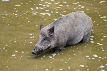 European wild boar looking for food in a small lake