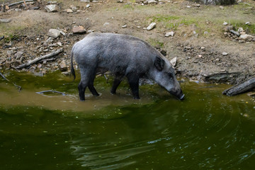European wild boar looking for food in a small lake