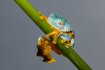 Young fringed leaf frog climbing on a plant