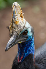 Cassowary Close Up