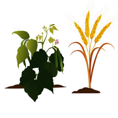 Wheat and Beans Plant -Cartoon Vector Image