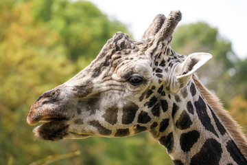 Closeup portrait of a giraffe