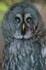 Closeup portrait of a great gray owl