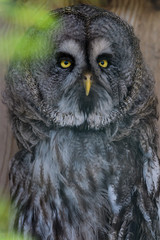 Obraz premium Closeup portrait of a great gray owl