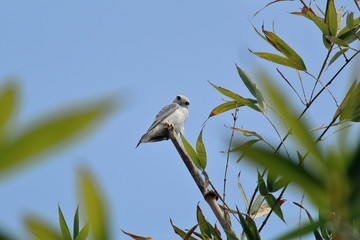 a black-winged kite or black-shouldered kite (elanus caeruleus) in sundarbans delta region in west bengal in india