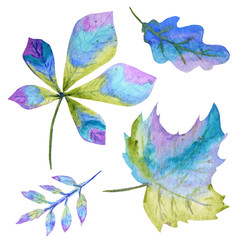 Watercolor Bright Autumn leaves set. Green, blue and purple colors Hand Drawn Autumn leaf on a white background. Element for design Greeting card Poster, baner concept
