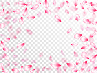Pink sakura petals confetti flying and falling