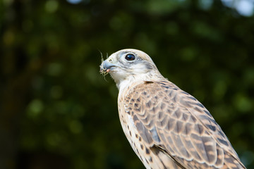 Closeup portrait of a gyr falcon hybrid
