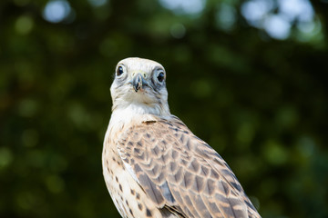 Closeup portrait of a gyr falcon hybrid