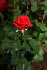 Art photo rose petals isolated on the natural blurred background. Closeup. For design, texture, background. Nature.