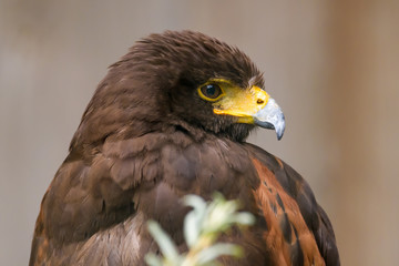 Closeup portrait of a harris hawk