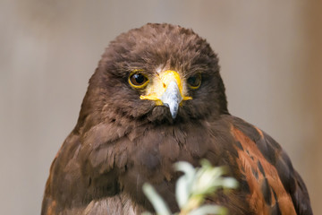 Closeup portrait of a harris hawk