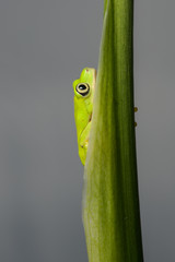 Young lemur leaf frog climbing on a plant
