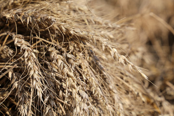 Wheat field, ears in sunlight closeup. Rural scenery, concept of the autumn harvest and agriculture