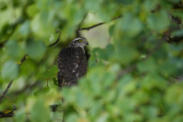Northern goshawk sitting in a tree