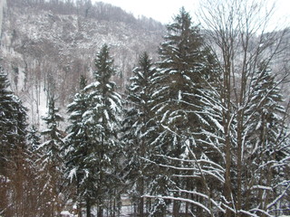 Landscape trees and snow in winter