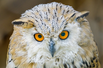 Closeup portrait of a Siberian eagle owl