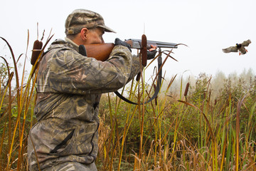Fototapeta premium the hunter takes aim at the flying duck among the cattails