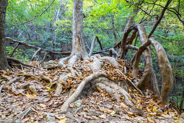 Closeup old tree roots in autumn