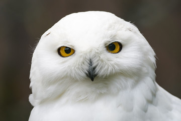 Fototapeta premium Closeup portrait of a snowy owl