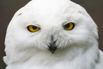 Closeup portrait of a snowy owl