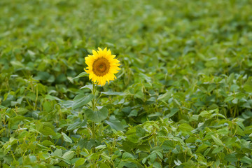 A single sunflower in a field